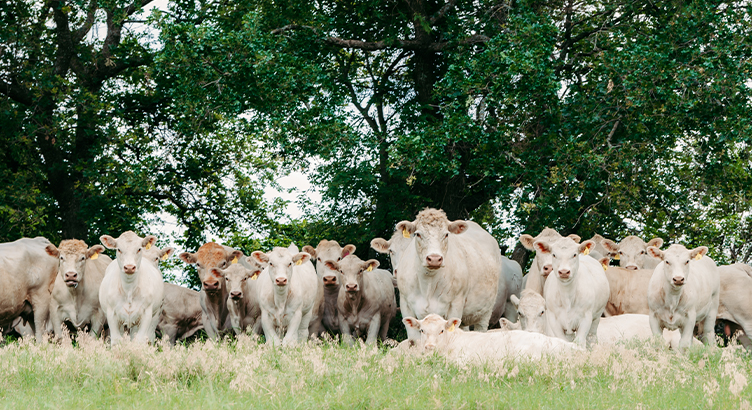 menu-marketing-2