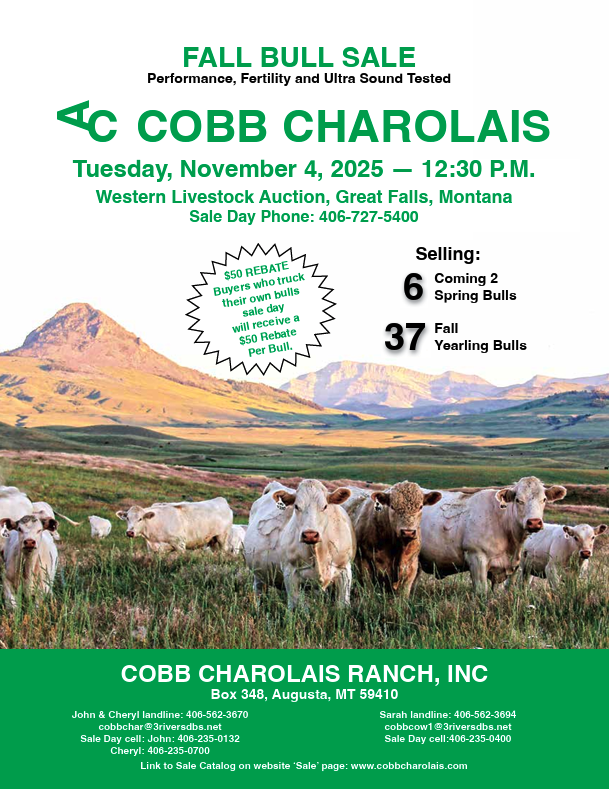 Fall Bull Sale